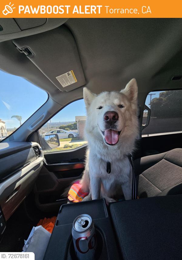 Found/Stray Male Dog last seen Anza and torrance blvd , Torrance, CA 90503