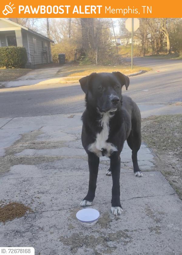 Found/Stray Female Dog last seen S orleans st & Stephens pl , Memphis, TN 38126