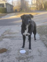 Found/Stray Female Dog last seen S orleans st & Stephens pl , Memphis, TN 38126