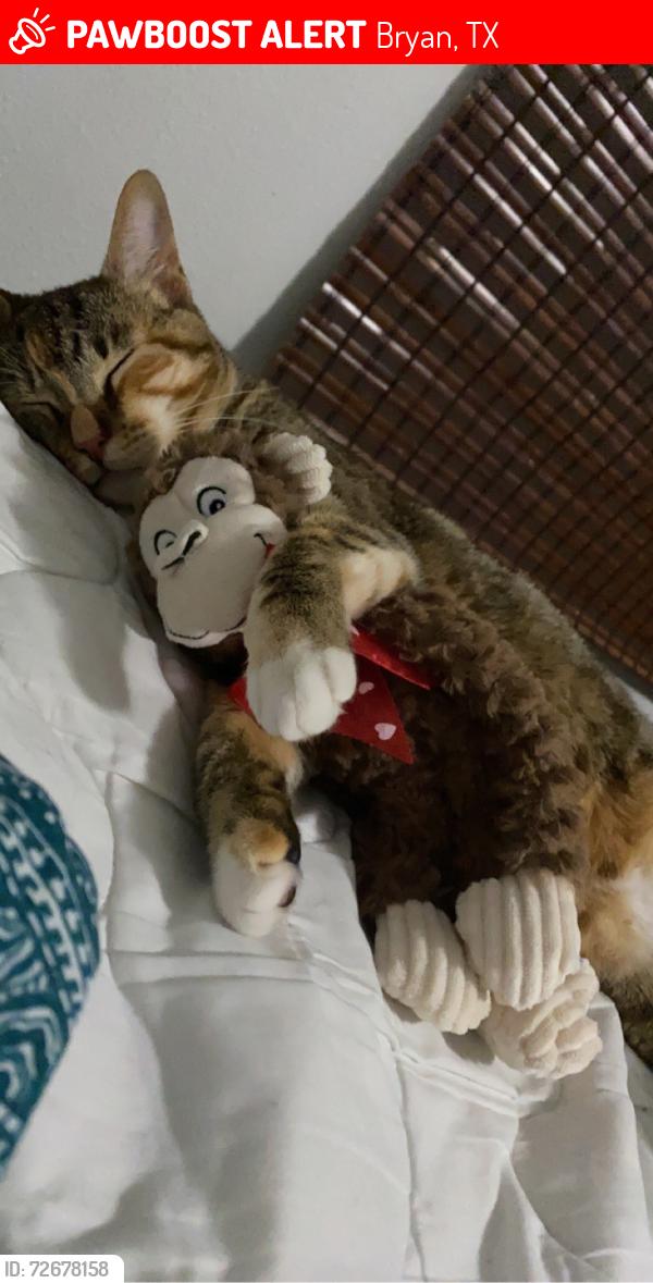 Lost Female Cat last seen Near A Elliott st , Bryan, TX 77802