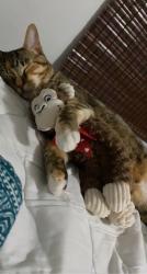 Lost Female Cat last seen Near A Elliott st , Bryan, TX 77802
