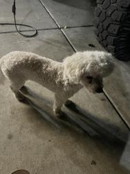 Found/Stray Male Dog last seen Carson and Prescott in Shannon Ranch, Visalia, CA 93291