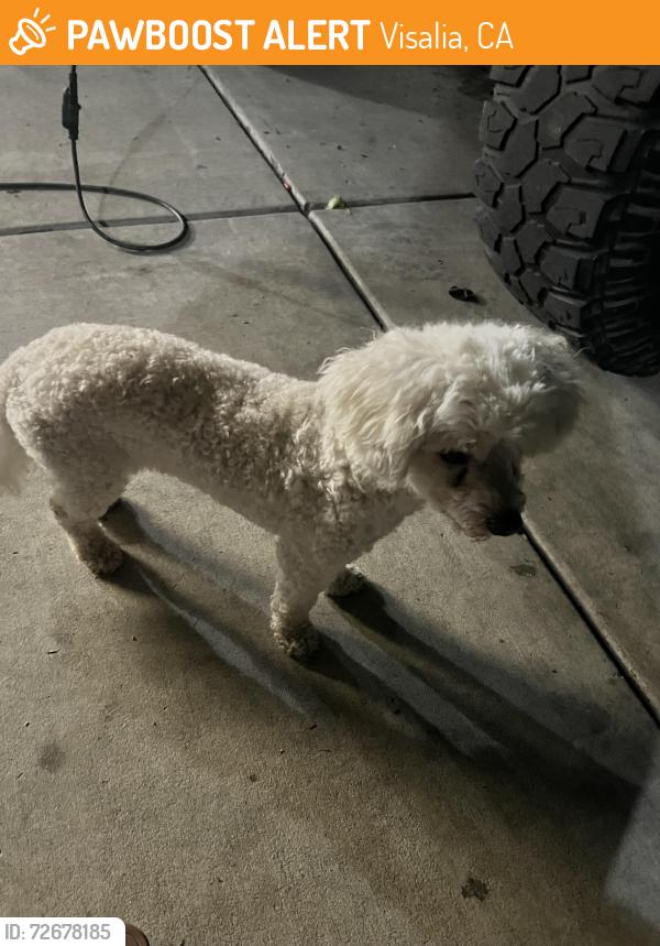 Found/Stray Male Dog last seen Carson and Prescott in Shannon Ranch, Visalia, CA 93291