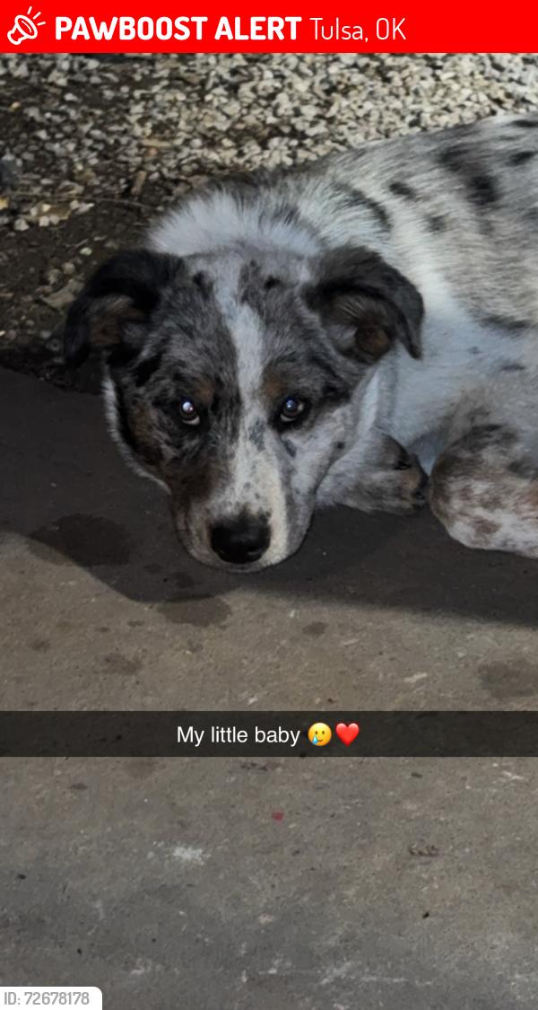 Lost Male Dog last seen North Peoria/north lewis, Tulsa, OK 74106
