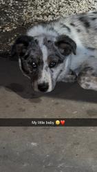 Lost Male Dog last seen North Peoria/north lewis, Tulsa, OK 74106