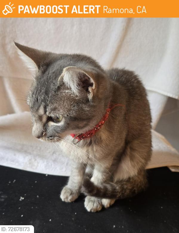 Found/Stray Male Cat last seen 3rd street and , Ramona, CA 92065