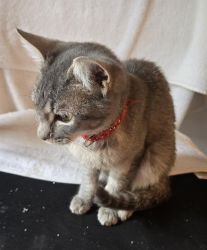 Found/Stray Male Cat last seen 3rd street and , Ramona, CA 92065