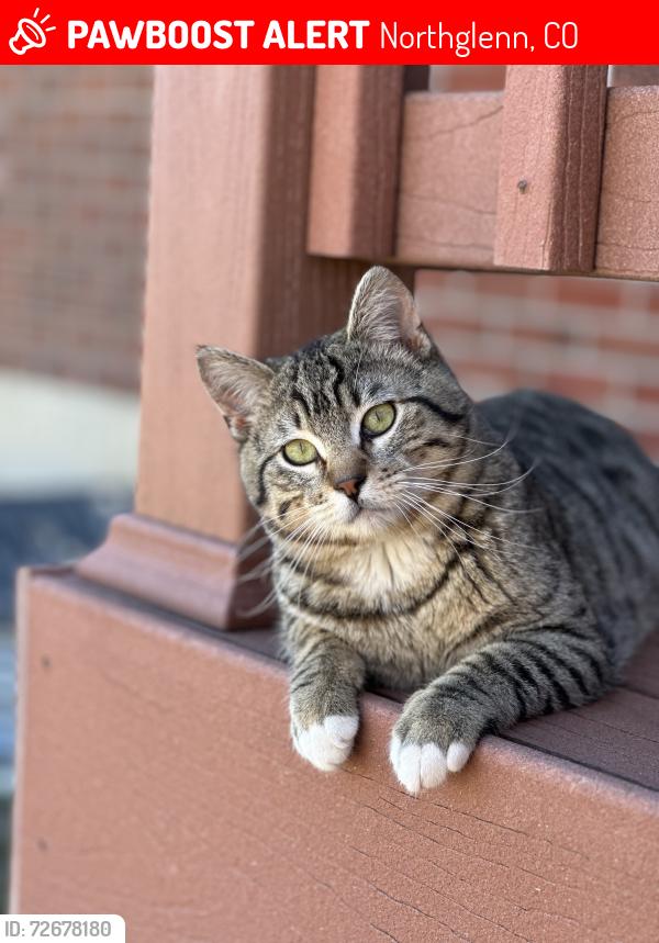 Lost Male Cat last seen Northglenn middle school , Northglenn, CO 80233