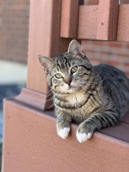 Lost Male Cat last seen Northglenn middle school , Northglenn, CO 80233