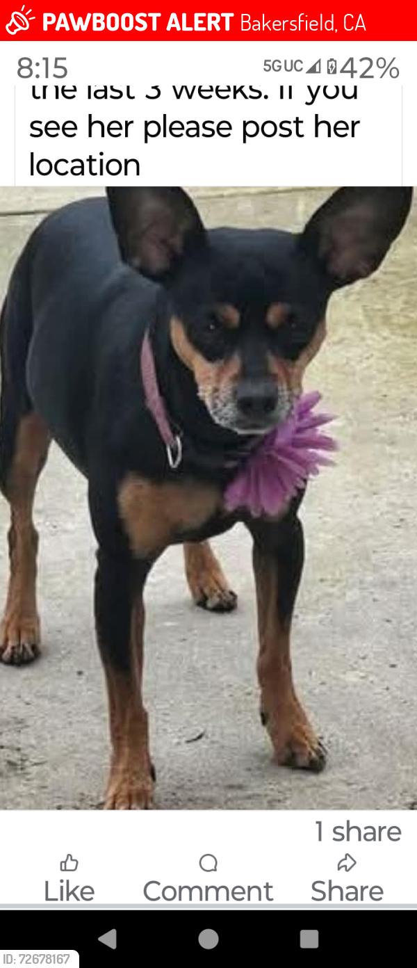 Lost Female Dog last seen Ray st  n chester. Norris rd, Bakersfield, CA 93308