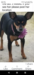 Lost Female Dog last seen Ray st  n chester. Norris rd, Bakersfield, CA 93308