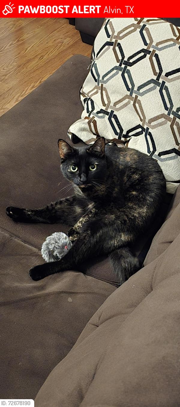 Lost Female Cat last seen Near Hillcrest subdivision , Alvin, TX 77511