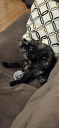 Lost Female Cat last seen Near Hillcrest subdivision , Alvin, TX 77511