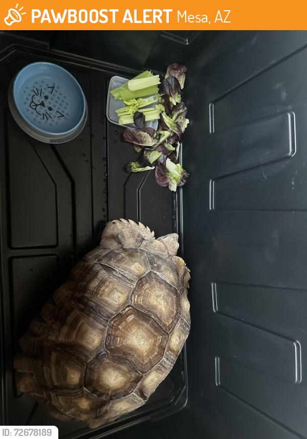 Found/Stray Unknown Reptile last seen Gilbert and University Decatur st, Mesa, AZ 85203