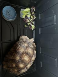 Found/Stray Unknown Reptile last seen Gilbert and University Decatur st, Mesa, AZ 85203