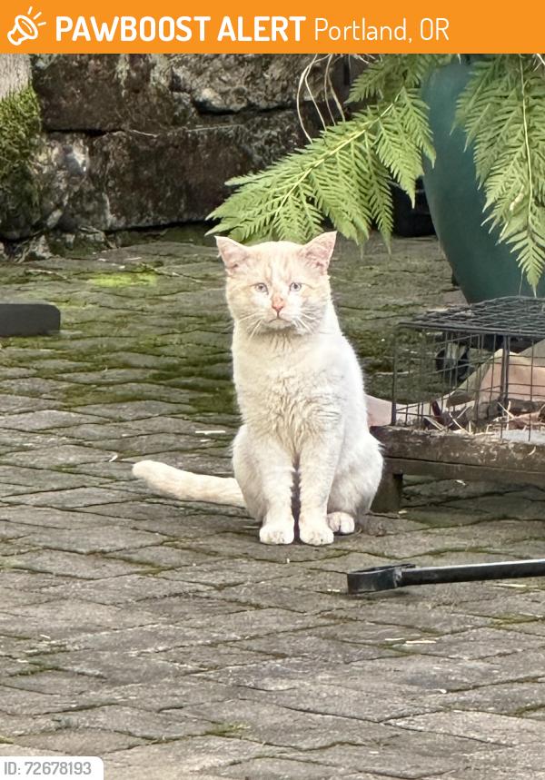 Found/Stray Male Cat last seen SE Stark Street and SE 42nd Ave, Portland, OR 97214