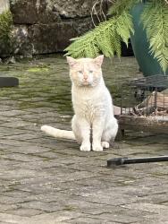 Found/Stray Male Cat last seen SE Stark Street and SE 42nd Ave, Portland, OR 97214