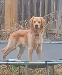 Lost Male Dog last seen 31st and Canyon Creek Dr , Temple, TX 76502