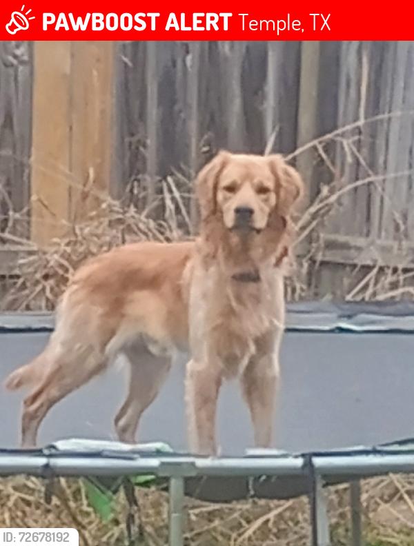 Lost Male Dog last seen 31st and Canyon Creek Dr , Temple, TX 76502