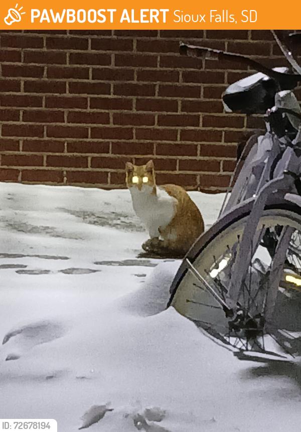 Found/Stray Unknown Cat last seen Washington High School, Sioux Falls, SD 57110