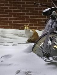 Found/Stray Unknown Cat last seen Washington High School, Sioux Falls, SD 57110