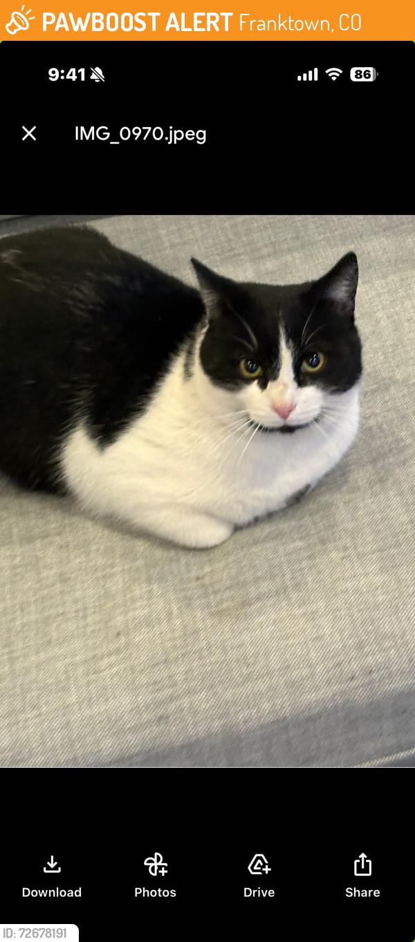 Found/Stray Unknown Cat last seen It has been around at another neighbors and in our open space for the past few days.  Lost Lake Dr. and Autumn Acorn Ct. Franktown., Franktown, CO 80116
