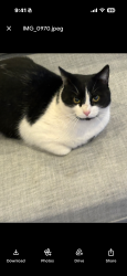 Found/Stray Unknown Cat last seen It has been around at another neighbors and in our open space for the past few days.  Lost Lake Dr. and Autumn Acorn Ct. Franktown., Franktown, CO 80116