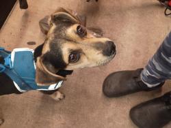 Found/Stray Male Dog last seen Near st indianschool , Phoenix, AZ 85018