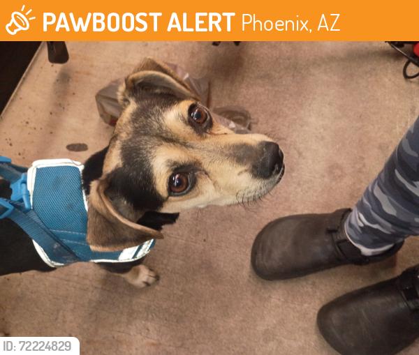 Found/Stray Male Dog last seen Near st indianschool , Phoenix, AZ 85018