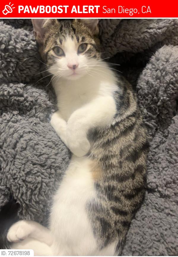 Lost Female Cat last seen 45th and Logan , San Diego, CA 92113
