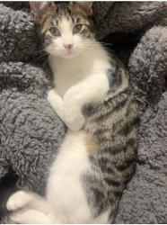 Lost Female Cat last seen 45th and Logan , San Diego, CA 92113