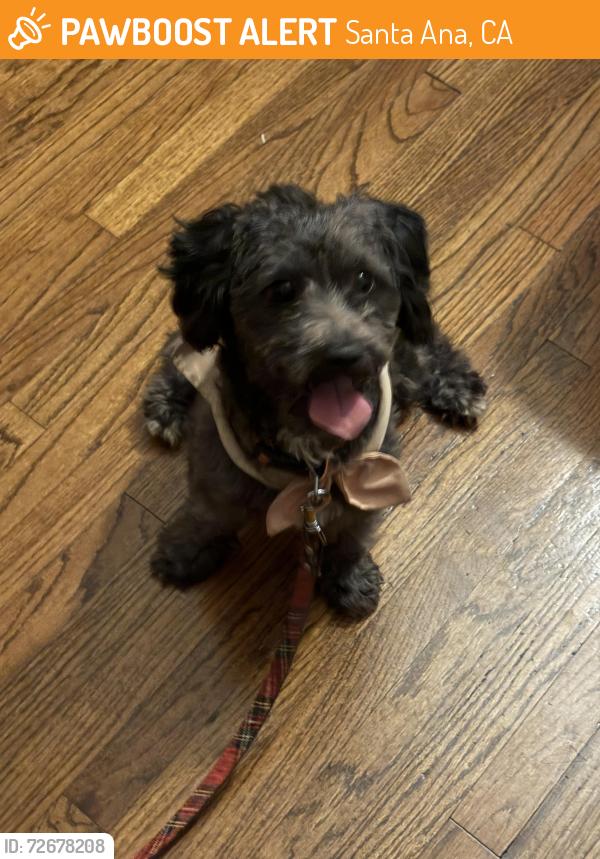 Found/Stray Male Dog last seen 19th and Ross , Santa Ana, CA 92706