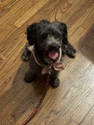 Found/Stray Male Dog last seen 19th and Ross , Santa Ana, CA 92706