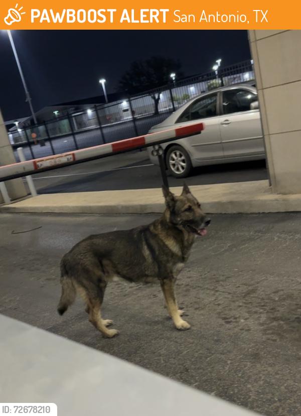 Found/Stray Male Dog last seen Frost Bank Center , San Antonio, TX 78219