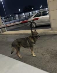 Found/Stray Male Dog last seen Frost Bank Center , San Antonio, TX 78219