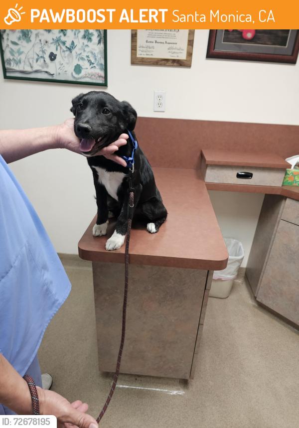 Found/Stray Male Dog last seen Santa monica , Santa Monica, CA 90401