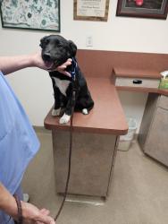 Found/Stray Male Dog last seen Santa monica , Santa Monica, CA 90401