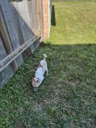 Lost Female Dog last seen Gleannloch Laked BLVD and Spring Cypress Rd, Spring, TX 77379