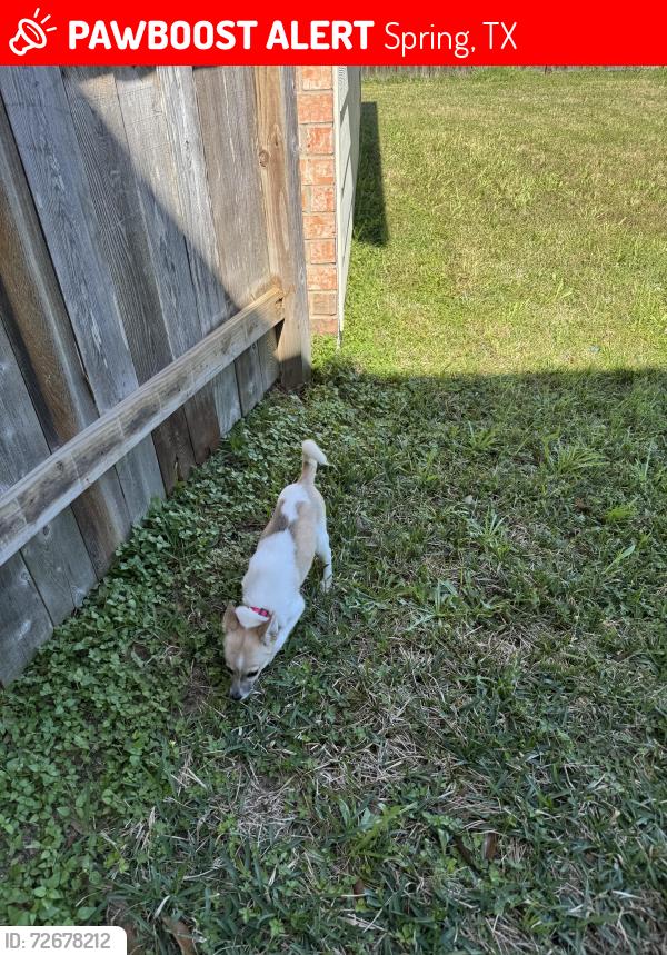 Lost Female Dog last seen Gleannloch Laked BLVD and Spring Cypress Rd, Spring, TX 77379