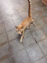 Found/Stray Male Cat last seen Fire station 17, Long Beach, CA 90815