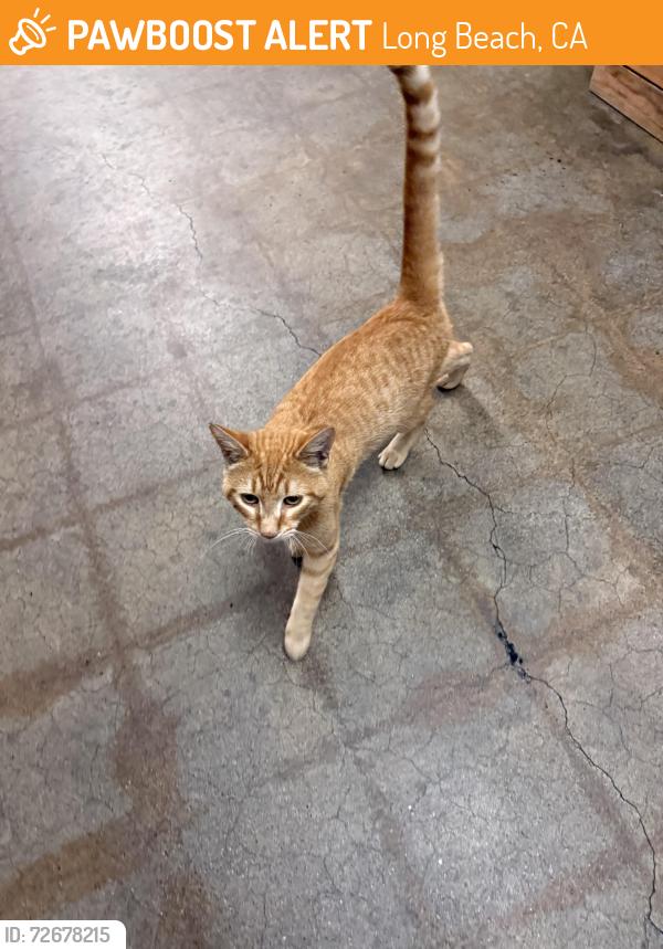 Found/Stray Male Cat last seen Fire station 17, Long Beach, CA 90815