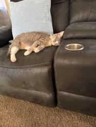 Lost Female Cat last seen Northeast 38 th okc  73111, Oklahoma City, OK 73105
