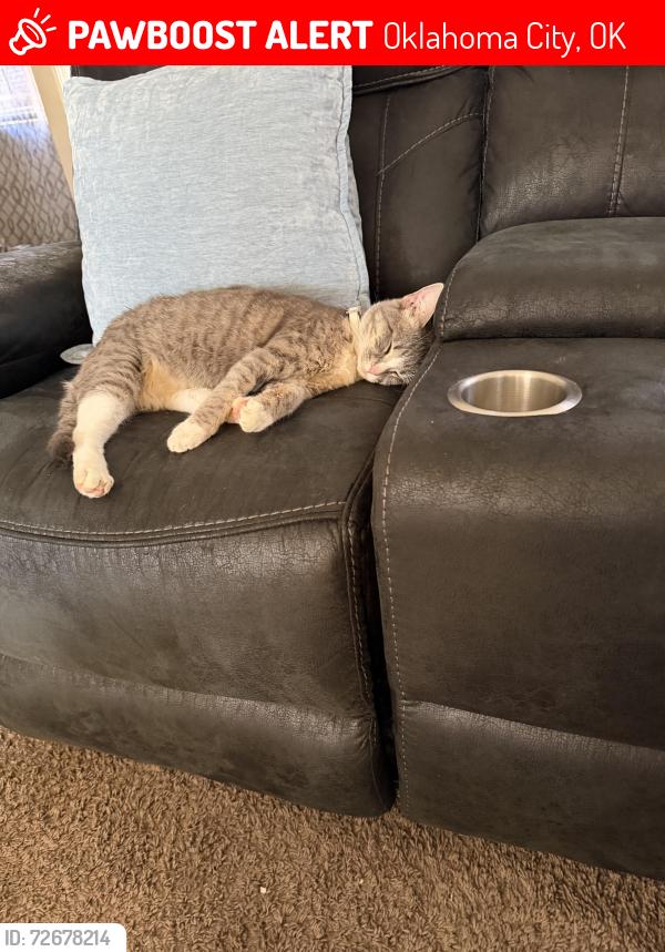 Lost Female Cat last seen Northeast 38 th okc  73111, Oklahoma City, OK 73105