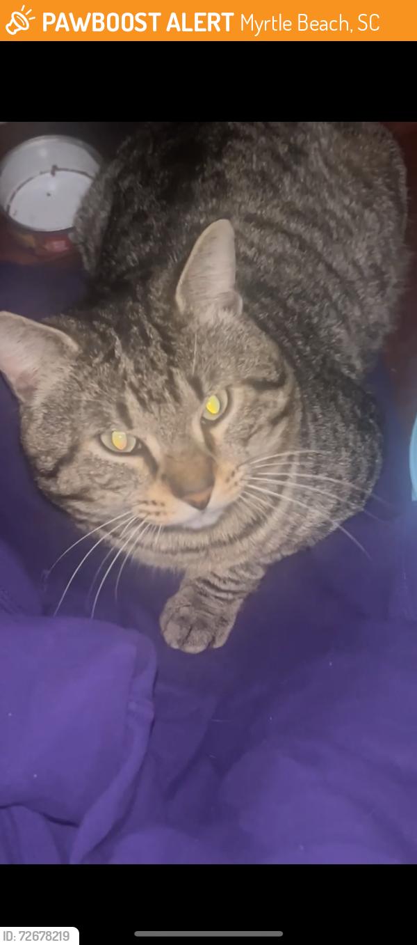 Found/Stray Male Cat last seen Behind J Peter’s near dumpster , Myrtle Beach, SC 29579