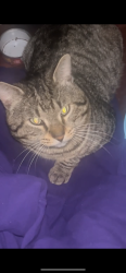Found/Stray Male Cat last seen Behind J Peter’s near dumpster , Myrtle Beach, SC 29579