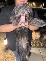 Found/Stray Female Dog last seen Lime point & stormy sky, Sunrise Manor, NV 89110