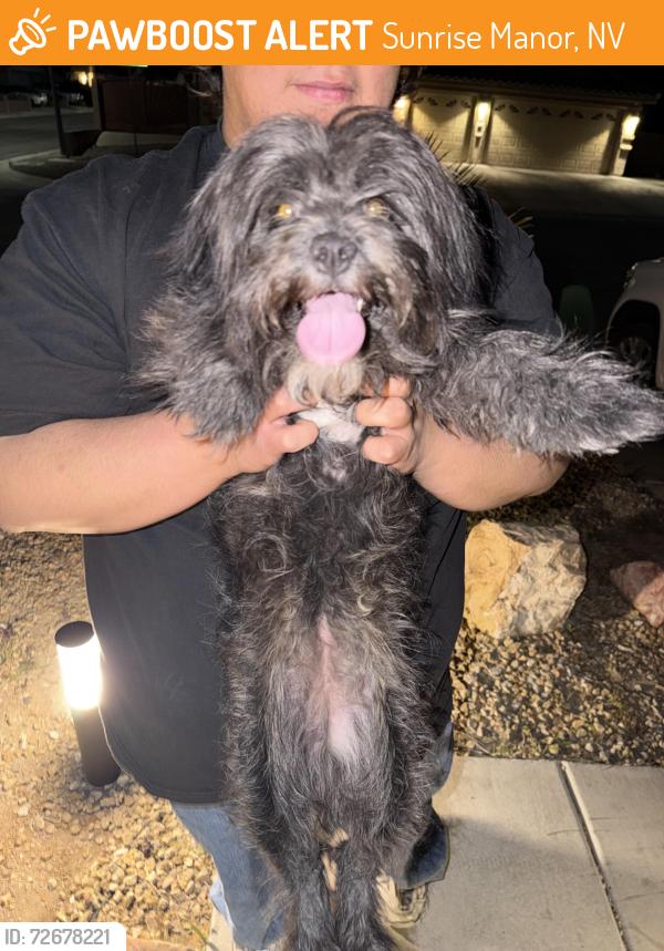 Found/Stray Female Dog last seen Lime point & stormy sky, Sunrise Manor, NV 89110