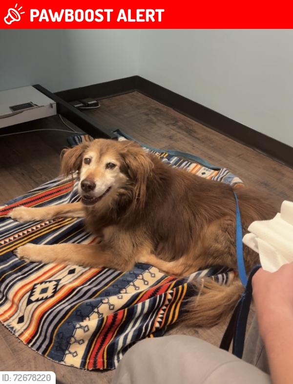 Lost Male Dog last seen Leon Drive, Anderson County, SC 29621