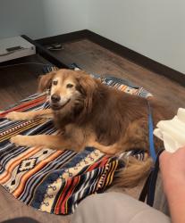Lost Male Dog last seen Leon Drive, Anderson County, SC 29621