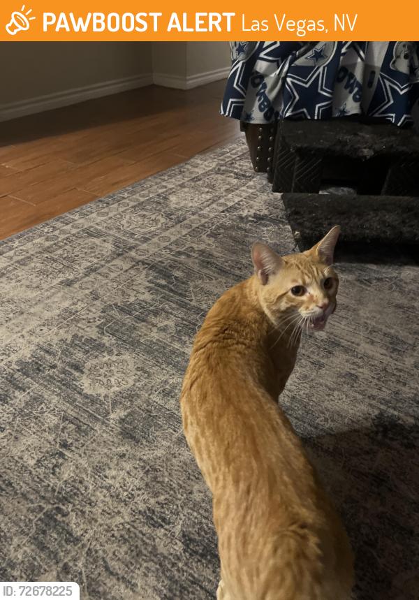 Found/Stray Female Cat last seen Decatur, Las Vegas, NV 89103